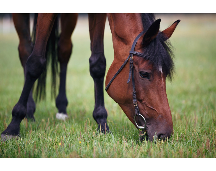 ¿Ya sabes la importancia de que los caballos mastiquen su comida a la altura del suelo?